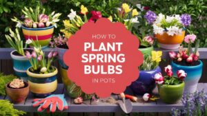 How To Plant Spring Bulbs In Pots