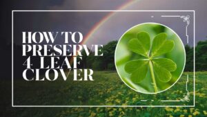How To Preserve 4 Leaf Clover