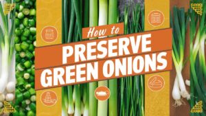 How To Preserve Green Onions