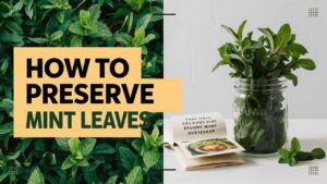 How To Preserve Mint Leaves