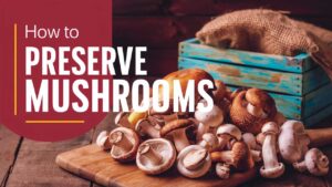 How To Preserve Mushrooms