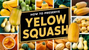 How To Preserve Yellow Squash