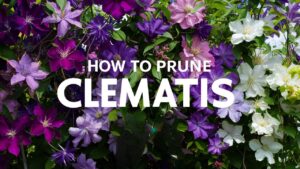 How To Prune Clematis