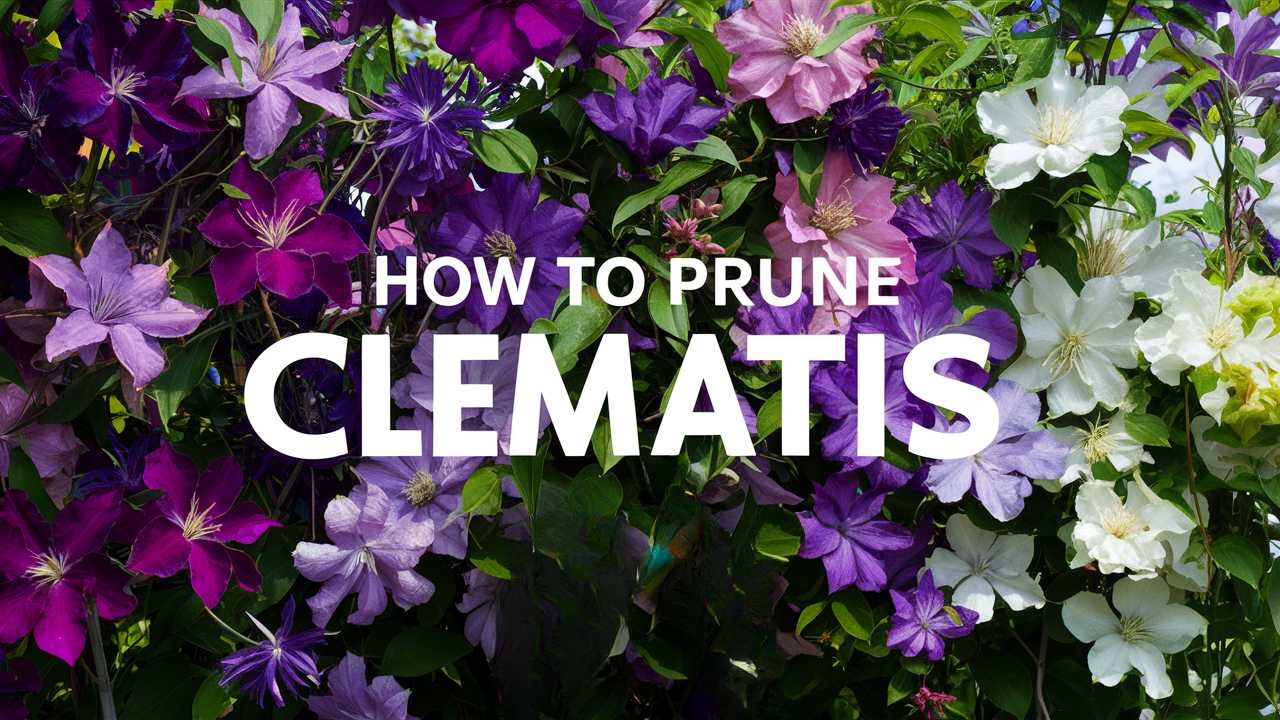 How To Prune Clematis