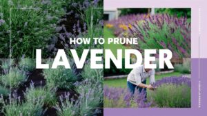 How To Prune Lavender