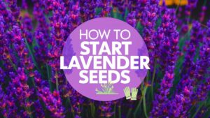 How To Start Lavender Seeds