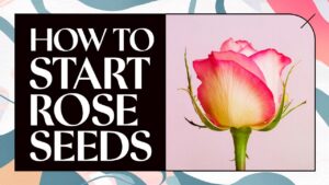 How To Start Rose Seeds