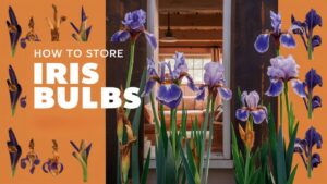 How To Store Iris Bulbs