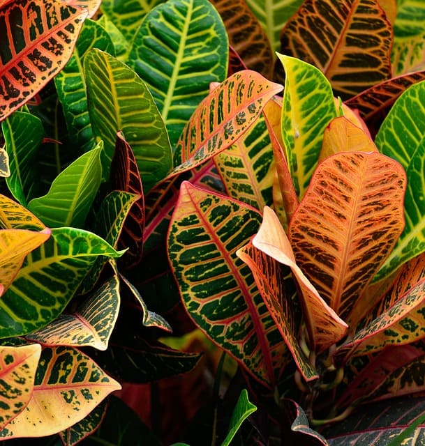 How to Fertilize Croton