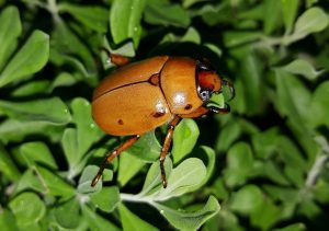 How to Get Rid of June Bugs