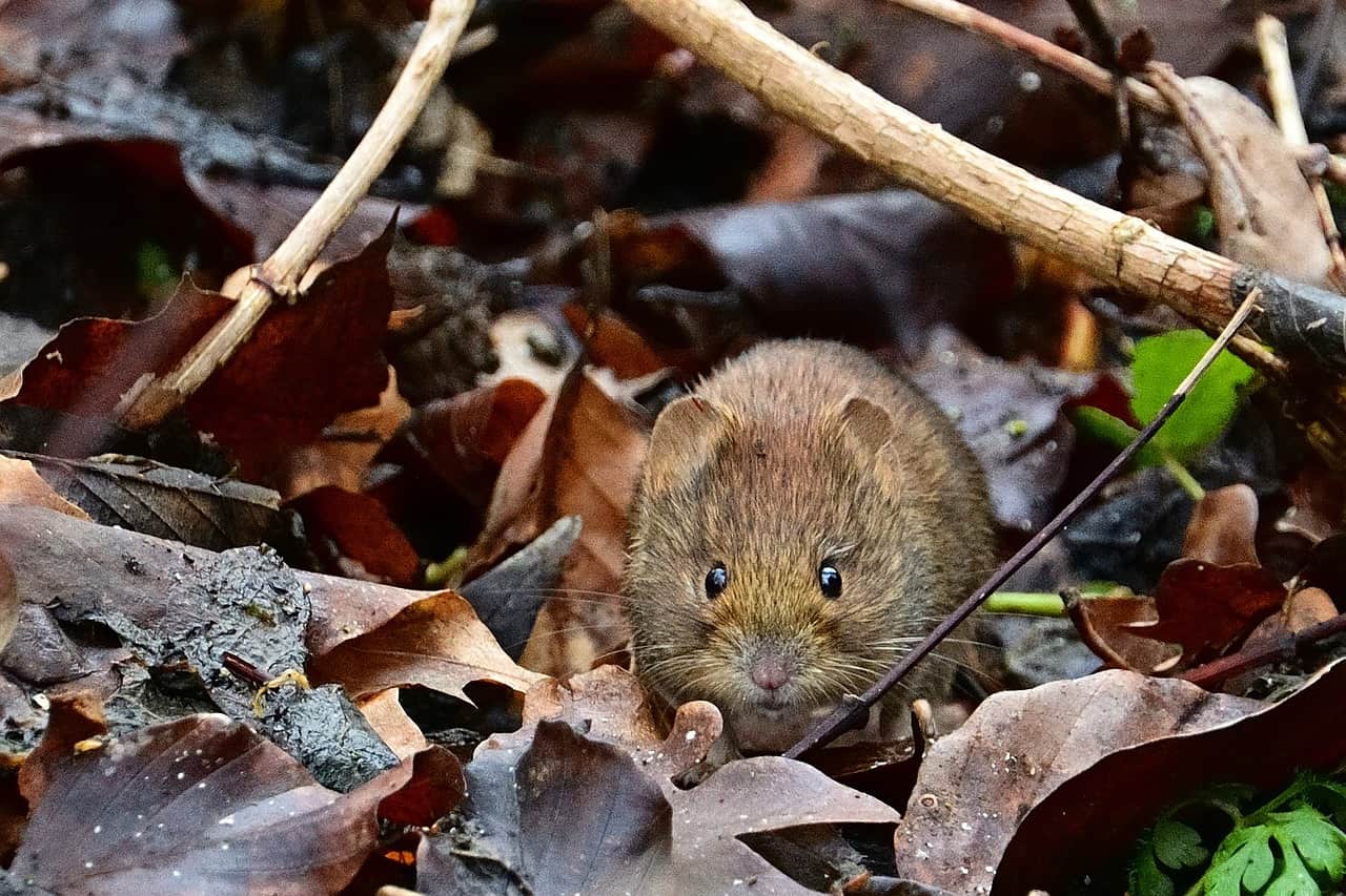 How to Get Rid of Voles