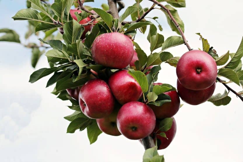 How to Grow Apple Trees
