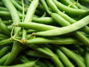 How to Grow Beans at Home