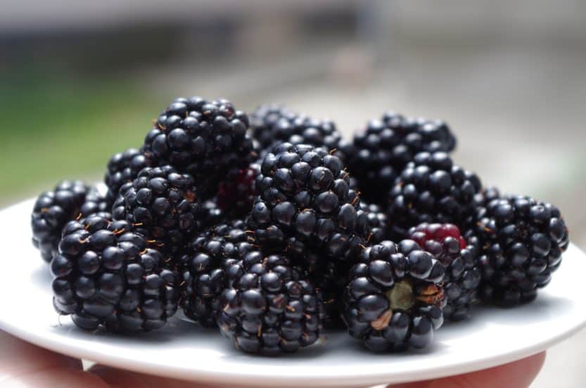 How to Grow Blackberries at Home