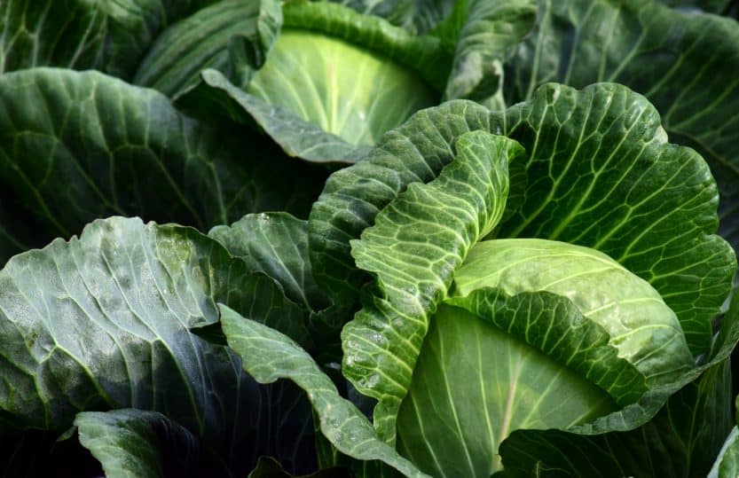 How to Grow Cabbage at Home
