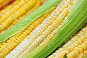 How to Grow Corn at Home