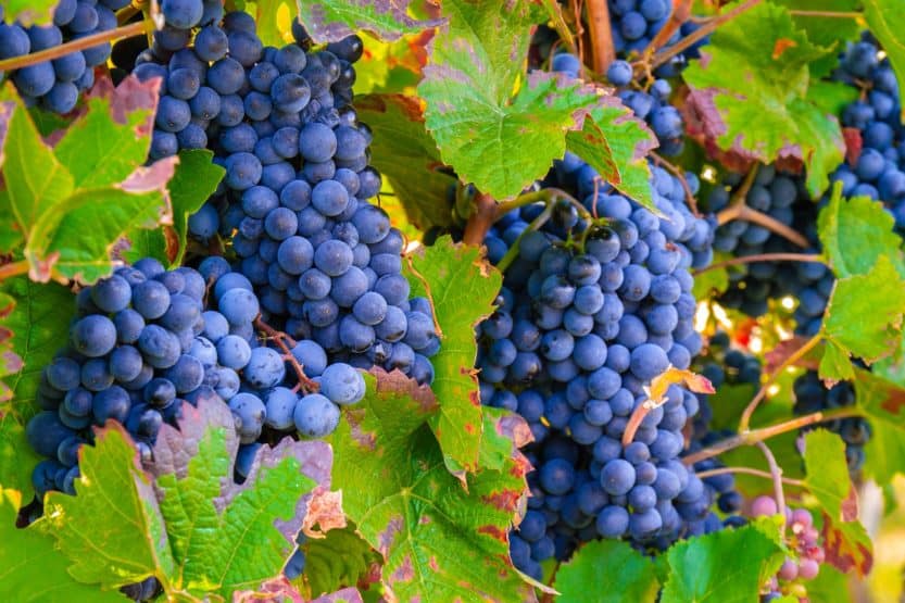 How to Grow Grapes at Home