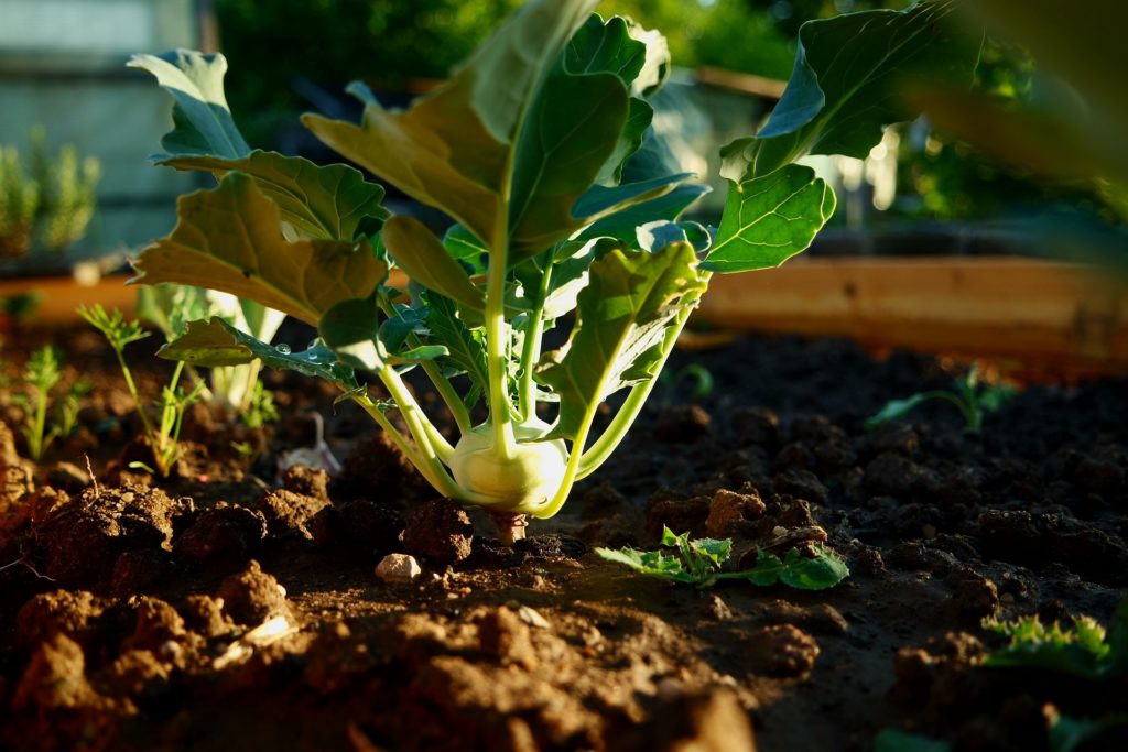 How to Grow Kohlrabi