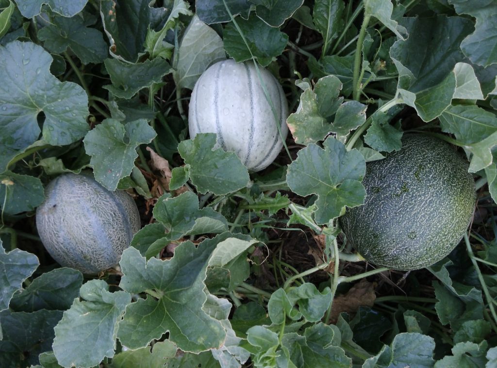 How to Grow Melons