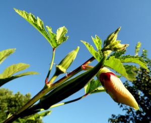 How to Grow Okra at Home