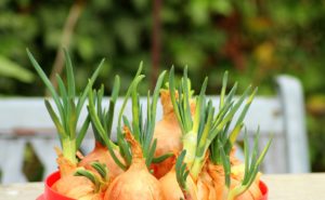 How to Grow Onions in the Garden