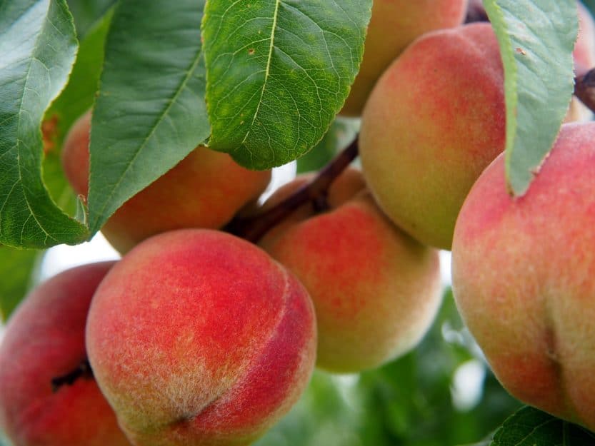 How to Grow Peach Trees