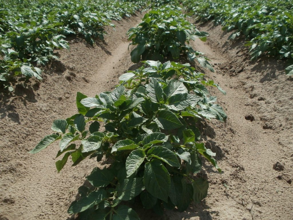 How to Grow Potatoes in the Garden