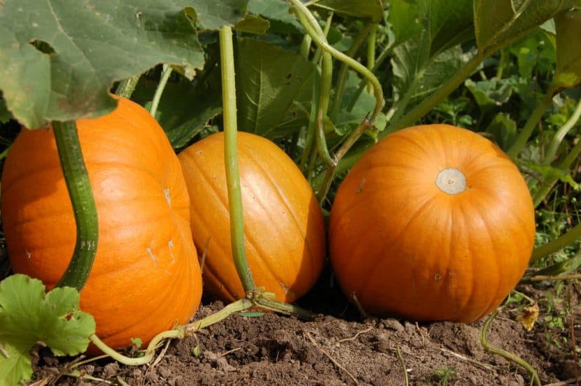 How to Grow Pumpkins at Home