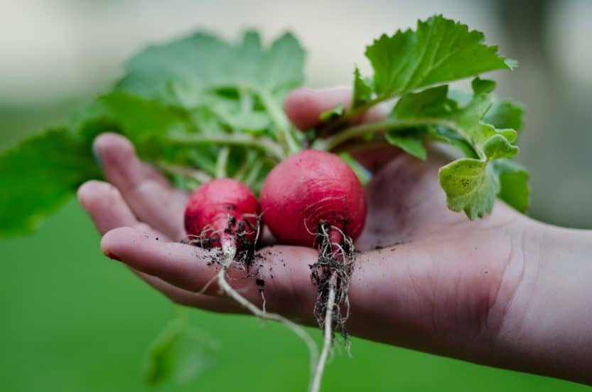 How to Grow Radishes at Home