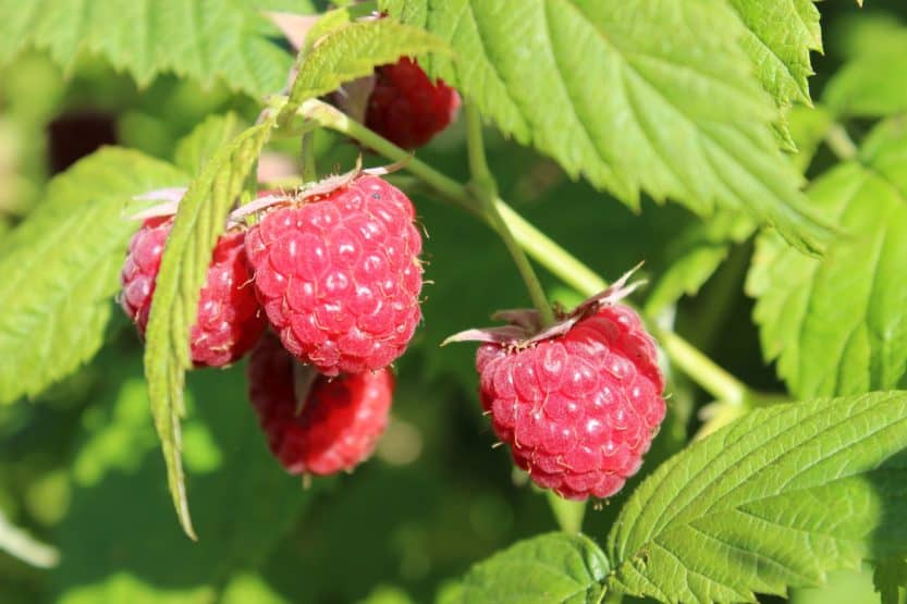 How to Grow Raspberries at Home