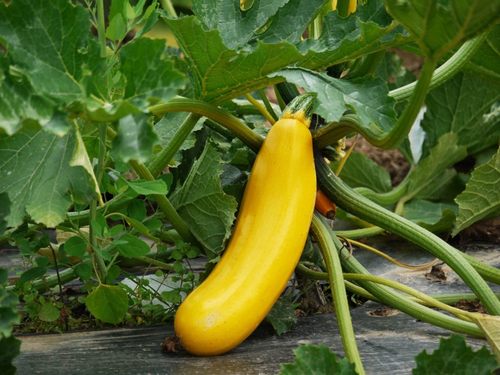 How to Grow Squash at Home