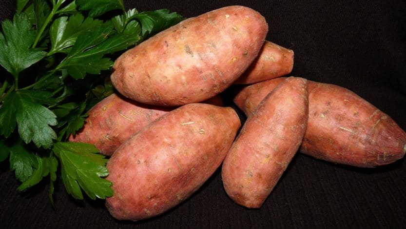 Harvesting Sweet Potatoes