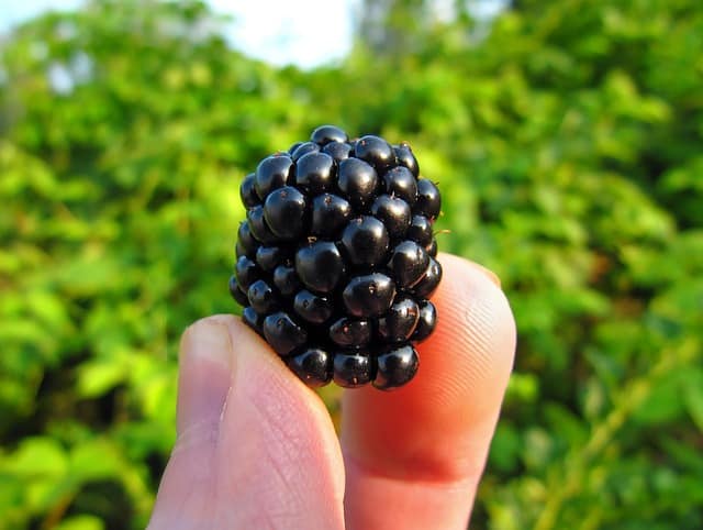 How to Pick Blackberries - How to Grow Blackberries at Home