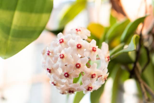 Hoya Carnosa