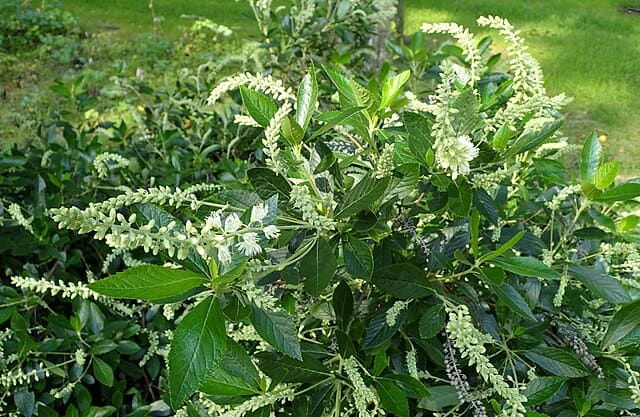 Hummingbird Summersweet (Clethra alnifolia)