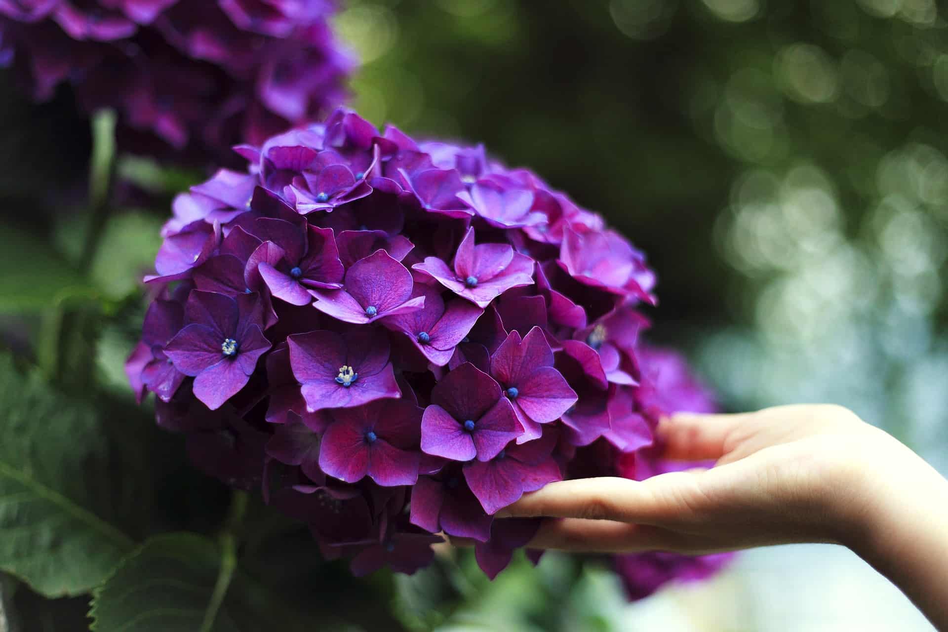 What To Plant with Hydrangeas