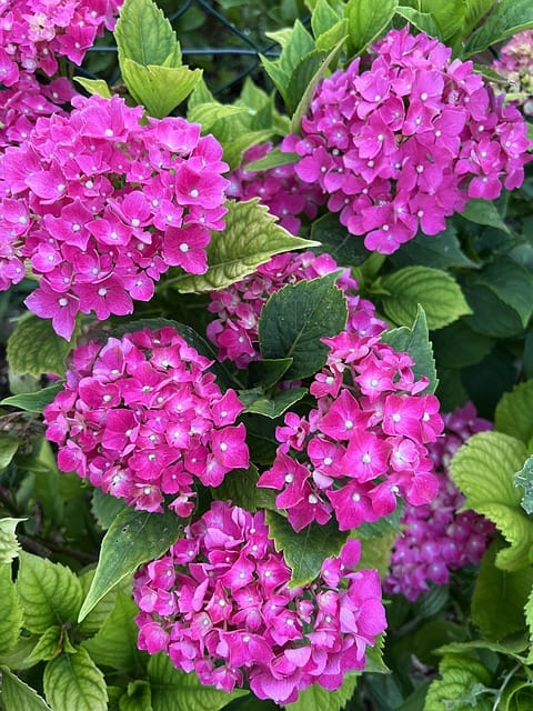 Hydrangeas