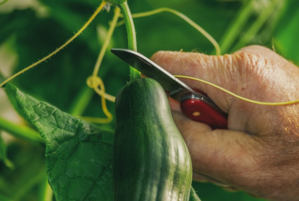 Hydroponic Cucumber Nutrient Solution