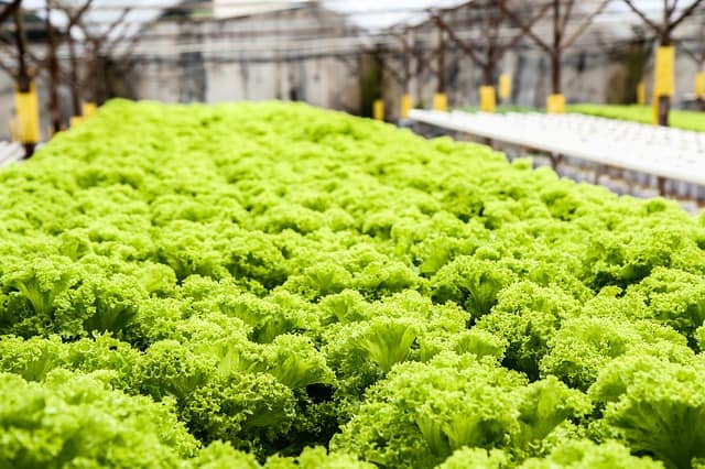 Hydroponic Plants Grow Faster