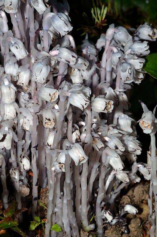 Indian Pipe Flower (Monotropa uniflora)