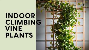 Indoor Climbing Vine Plants