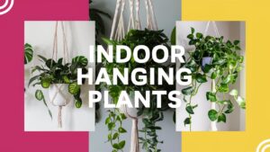 Best Indoor Hanging Plants