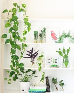 Indoor Plant Shelves with Grow Lights