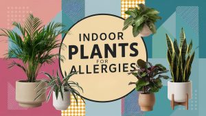 Indoor Plants For Allergies