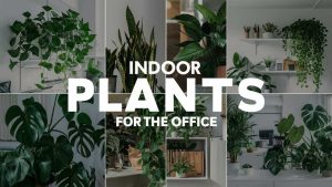 Indoor Plants For Office