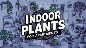 Indoor Plants for Apartments