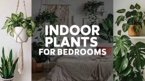 Indoor Plants For Bedrooms