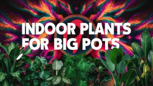 Indoor Plants for Big Pots