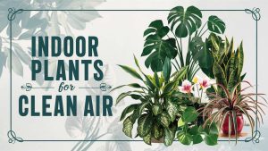 Indoor Plants For Clean Air