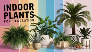 Indoor Plants for Decoration